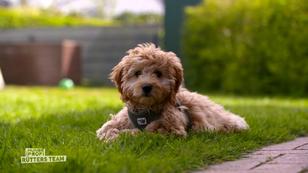 Cockapoo-Welpe Charlie ist ziemlich bissig! Cockapoo-Welpe Charlie ist ziemlich bissig!