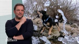 Chihuahua-Mix Alvin legt sich mit den Wellen an Chihuahua-Mix Alvin legt sich mit den Wellen an