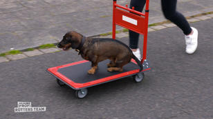 Durch intensives Fahrtraining wird Ferdi entspannter Durch intensives Fahrtraining wird Ferdi entspannter