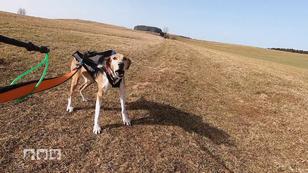 Top 5 Sportarten für Hunde Top 5 Sportarten für Hunde