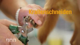 Tierärztin erklärt: "K" wie "Krallenschneiden" Tierärztin erklärt: "K" wie "Krallenschneiden"