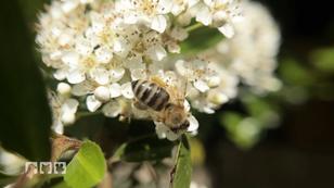 So kann man Wildbienen retten So kann man Wildbienen retten