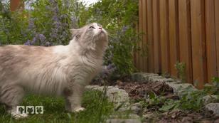 Die Deutsche Langhaar-Katze Die Deutsche Langhaar-Katze
