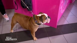 Bulldogge Hansi bellt, wenn jemand den Laden betritt Bulldogge Hansi bellt, wenn jemand den Laden betritt