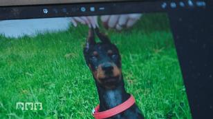 Welpenhändler verkaufen kupierte Dobermannwelpen Welpenhändler verkaufen kupierte Dobermannwelpen