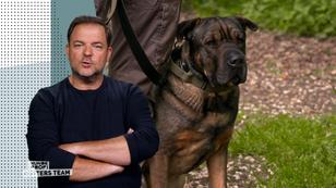 Wie reagiert er heute auf Hundebegegnungen? Wie reagiert er heute auf Hundebegegnungen?