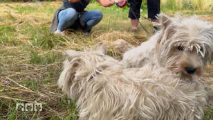 Der Besitzer der zurückgelassenen Hunde zeigt sich stur Der Besitzer der zurückgelassenen Hunde zeigt sich stur