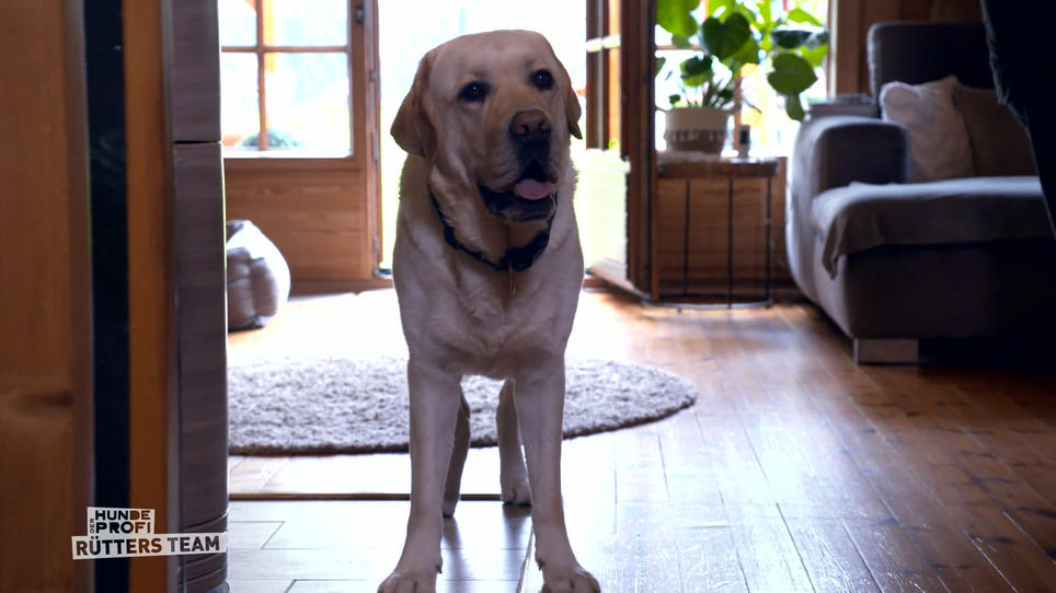 Melle besucht zum letzten Mal Labrador Cooper Melle besucht zum letzten Mal Labrador Cooper