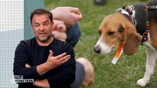 Elf Labor-Beagles bekommen ein neues zu Hause Elf Labor-Beagles bekommen ein neues zu Hause