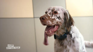 English Setter Dexter kommt nie zur Ruhe English Setter Dexter kommt nie zur Ruhe