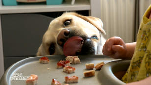 Labrador Louie frisst alles, was er findet Labrador Louie frisst alles, was er findet
