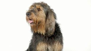 Wieviel kostet ein Hund? Wieviel kostet ein Hund?