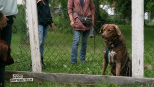Der Rüde hat sofort Puls, wenn ein Hund in die Nähe kommt Der Rüde hat sofort Puls, wenn ein Hund in die Nähe kommt