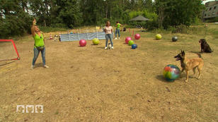 Treibball - Bei diesem Hundesport zählt Teamwork Treibball - Bei diesem Hundesport zählt Teamwork