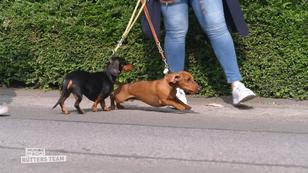 Sein Herrchen hat genug vom Wutzwerg Sein Herrchen hat genug vom Wutzwerg