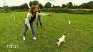 Hundesport und dramatische Rettungsaktionen Hundesport und dramatische Rettungsaktionen