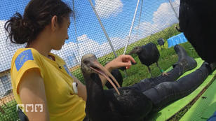 Zwei bedrohte Tierarten und eine Mission Zwei bedrohte Tierarten und eine Mission