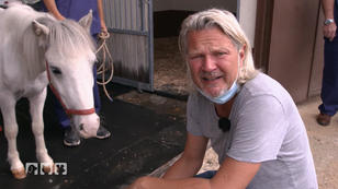 Ein neues Zuhause für Pony Lorenzo Ein neues Zuhause für Pony Lorenzo