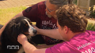 Warum erbricht Hund Tammy? Warum erbricht Hund Tammy?