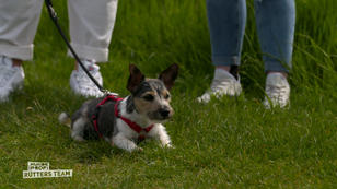 Elsa - Kleiner Hund mit großem Selbstbewusstsein Elsa - Kleiner Hund mit großem Selbstbewusstsein