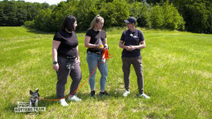 Nächste Hürde: Ball spielen mit Hundebegegnung Nächste Hürde: Ball spielen mit Hundebegegnung