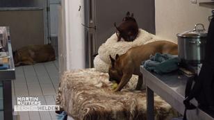 Marcel zu Besuch im Hundehaus Marcel zu Besuch im Hundehaus