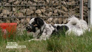 Hundetraining mit Loki Hundetraining mit Loki