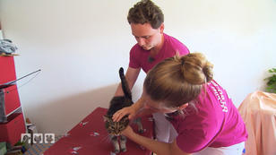 Katze Murmel hat Blut im Urin Katze Murmel hat Blut im Urin