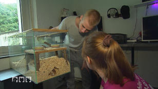 Milbenbefall beim kleinen Hamster Milbenbefall beim kleinen Hamster