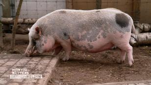 Schweine füttern will gelernt sein Schweine füttern will gelernt sein