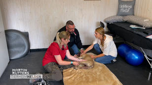 Physiotherapie für gelähmte Hunde Physiotherapie für gelähmte Hunde
