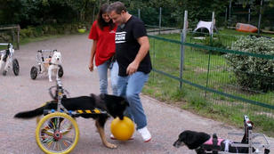 Fußballbegabte Hunde auf dem Hun´nenhoff Fußballbegabte Hunde auf dem Hun´nenhoff