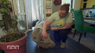 Das Zusammenleben mit drei Minischweinen Das Zusammenleben mit drei Minischweinen