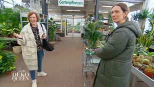 Trotz fehlendem grünen Daumen werden Pflanzen gekauft Trotz fehlendem grünen Daumen werden Pflanzen gekauft