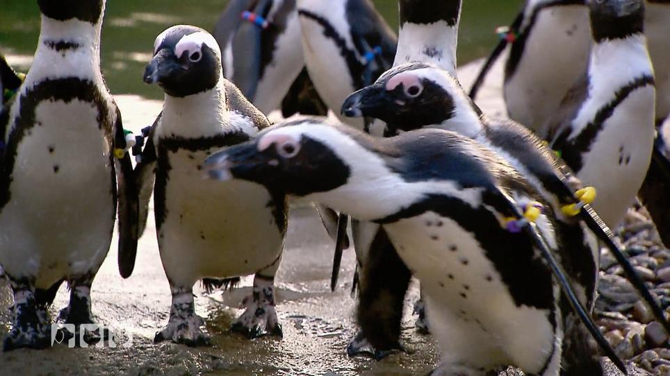 Pinguine Werden Untersucht