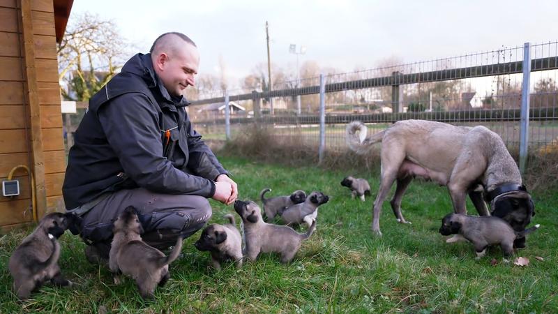 Neun Welpen wirbeln das Tierheim auf