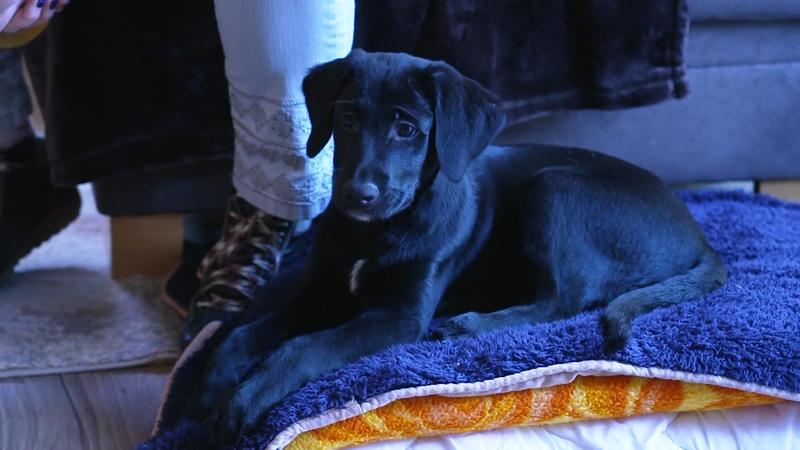 Lilly lässt das Tierheim Mechernich hinter sich