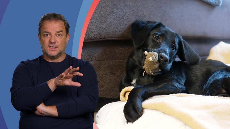 Welpe Lilly fühlt sich pudelwohl