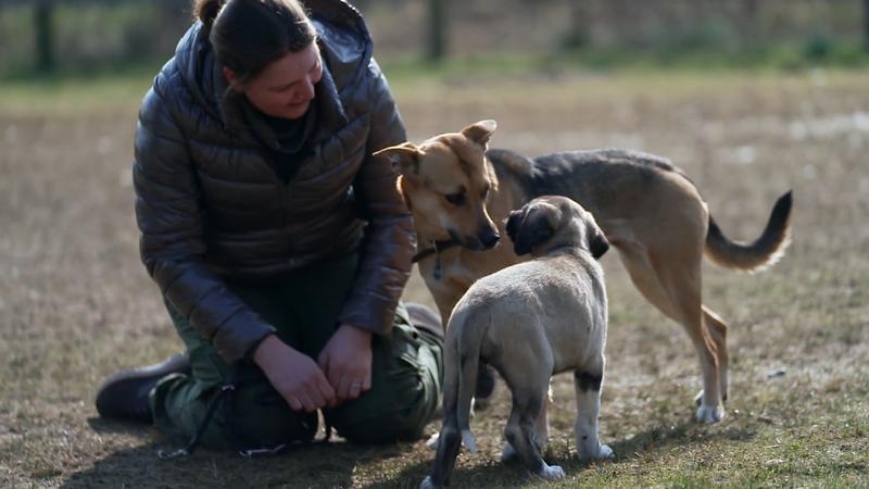 Findet Luna ihren Platz im Rudel?