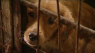 Harte Hunde - Tierretter in Rumänien