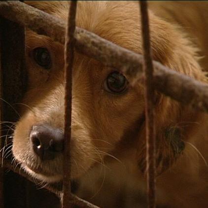 tiergesch3 hund tierheim tiergesch3 hund tierheim