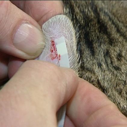 sprechstunde2 zuckerschnelltest katze