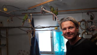 Papageieninvasion im Haus