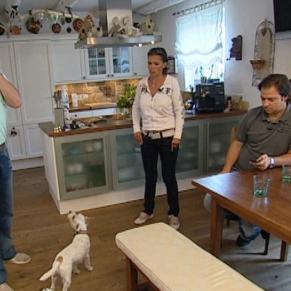 hundeprofi hundeprofi