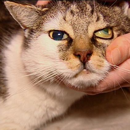 tr münchen - kater felix beinbruch + gelbe schleimhaut tr münchen - kater felix beinbruch + gelbe schleimhaut