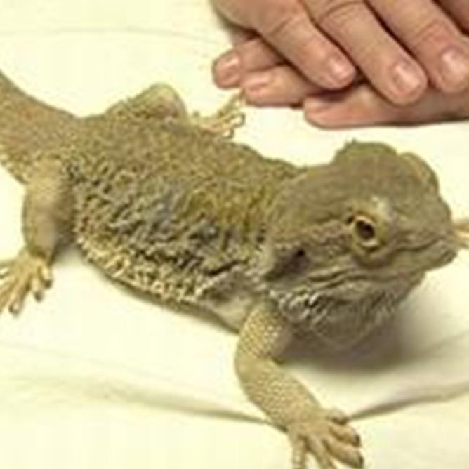 Sprechstunde2 - Bartagame Sprechstunde2 - Bartagame