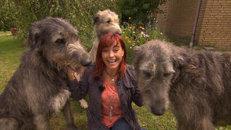 Diana auf den Spuren der Wolfshunde