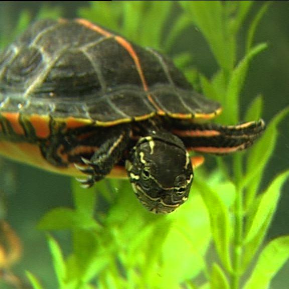 hkm schildkroeten 7