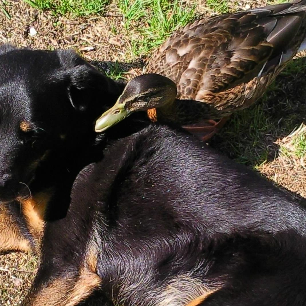 Tiere in Not - Ente Jolly und Hund Chucky Tiere in Not - Ente Jolly und Hund Chucky