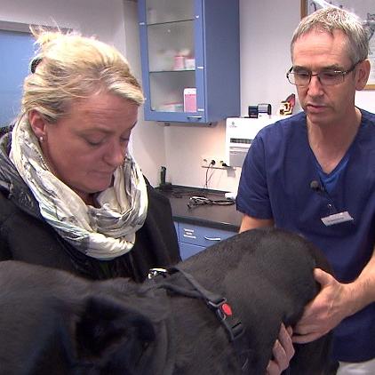 Tiergeschichten3- VOX-DOCMA TV - Labradorhndin Sunny hat starke Schmerzen im Knie Tiergeschichten3- VOX-DOCMA TV - Labradorhndin Sunny hat starke Schmerzen im Knie